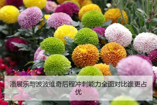 潘展乐与波波维奇后程冲刺能力全面对比谁更占优